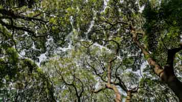 Foto grátis floresta com árvores perto