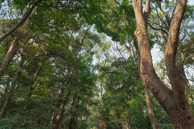 Floresta com árvores perto