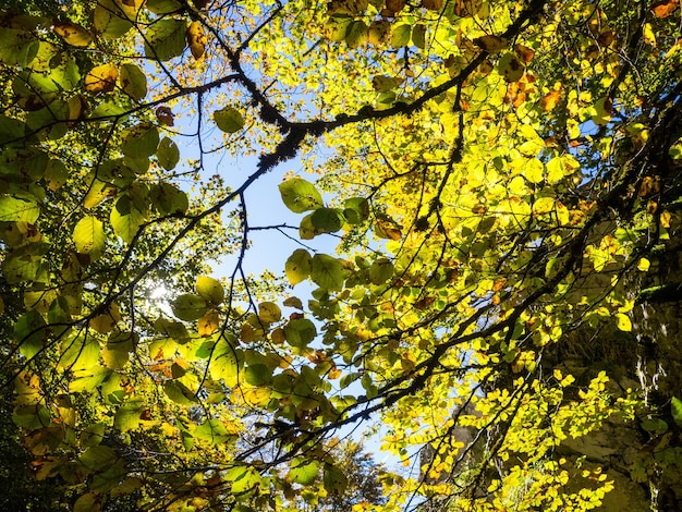 Floresta com árvores verdes frescas durante o dia