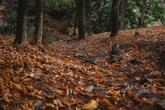 Floresta com folhas de outono