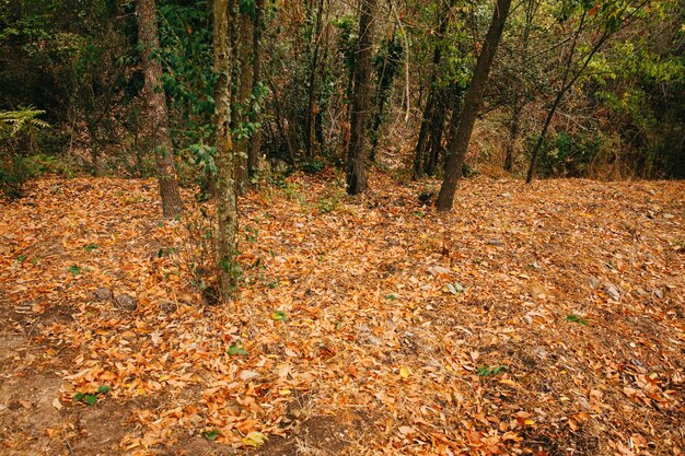 Floresta com folhas de outono