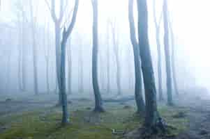 Foto grátis floresta com névoa