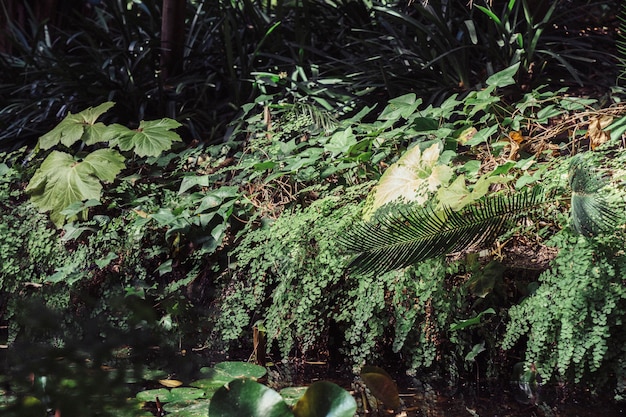 Floresta com vegetação