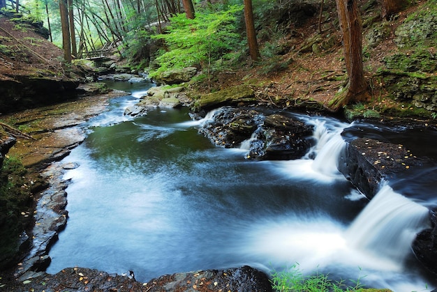 Foto grátis floresta creek