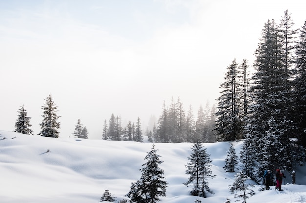 Floresta de abetos durante o inverno coberta de neve