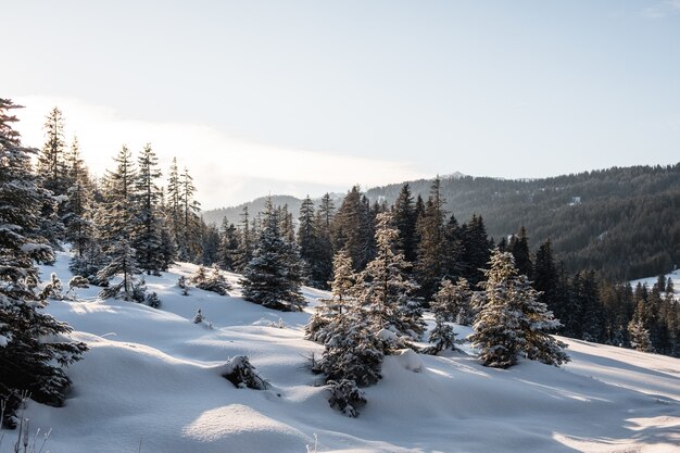 Floresta de abetos durante o inverno coberta de neve