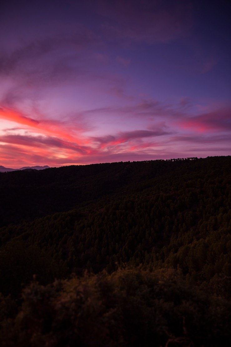 Foto grátis floresta de árvores verdes e céu