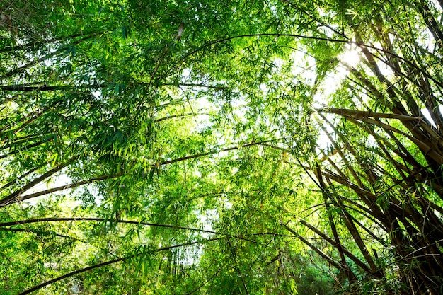 Foto grátis floresta de bambu