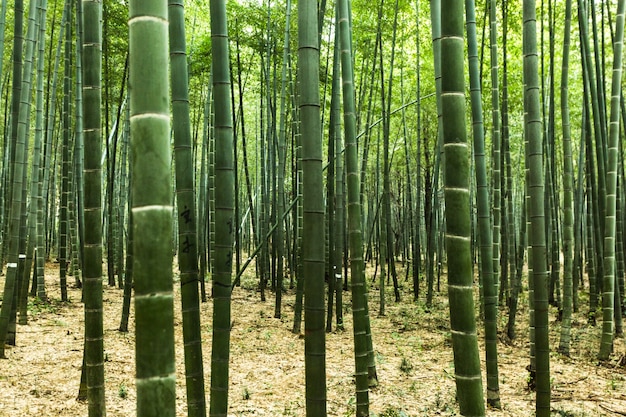 Floresta de bambu