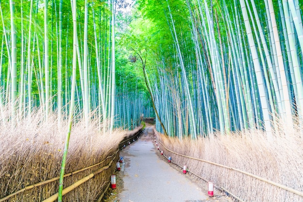 Foto grátis floresta de bambu