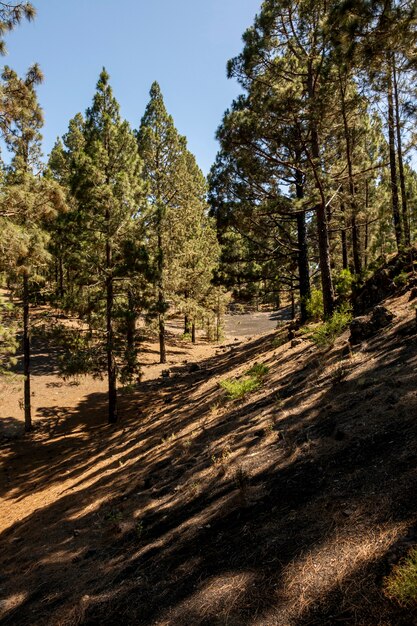 Floresta de coníferas com céu claro