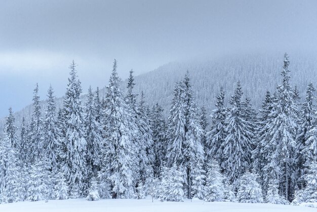 Floresta de inverno congelado no meio do nevoeiro. Pinheiro na natureza coberto de neve fresca Carpathian, Ucrânia