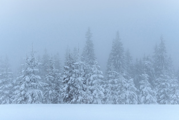 Foto grátis floresta de inverno congelado no meio do nevoeiro. pinheiro na natureza coberto de neve fresca carpathian, ucrânia