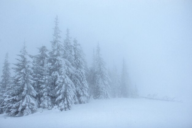 Floresta de inverno congelado no meio do nevoeiro. Pinheiro na natureza coberto de neve fresca Carpathian, Ucrânia