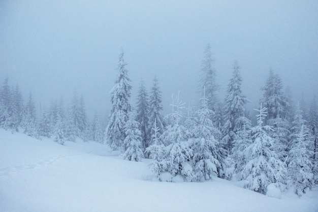 Floresta de inverno congelado no meio do nevoeiro. Pinheiro na natureza coberto de neve fresca Carpathian, Ucrânia