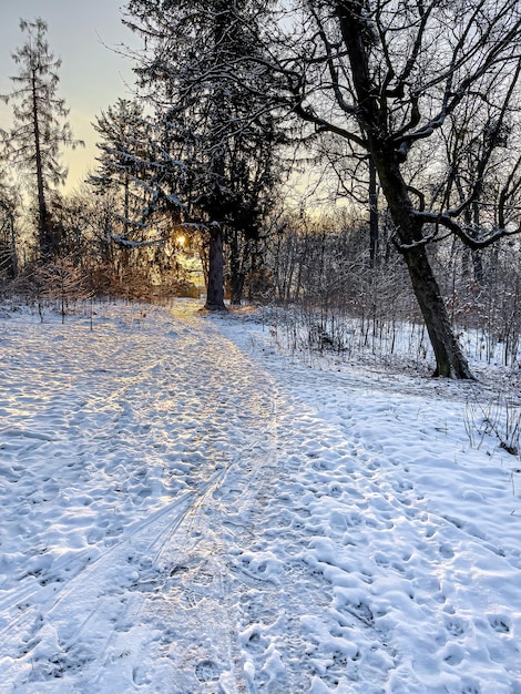 Foto grátis floresta de inverno de manhã cedo ao nascer do sol