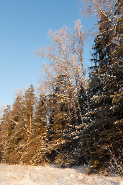 Floresta de inverno em dia ensolarado