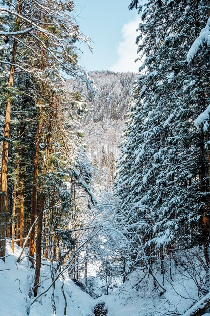 floresta de neve no Japão