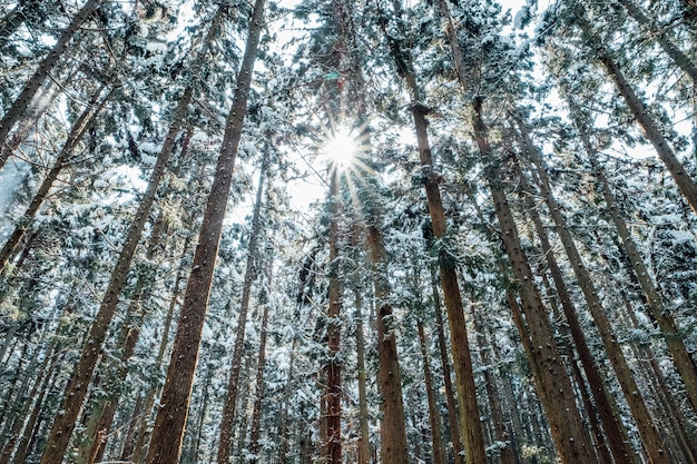 Foto grátis floresta de neve no japão