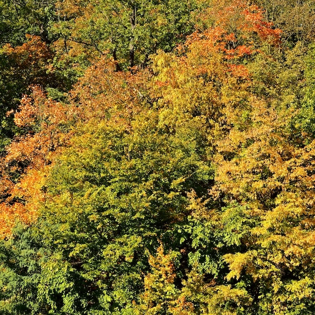 &quot;Floresta de outono verde e amarelo&quot;