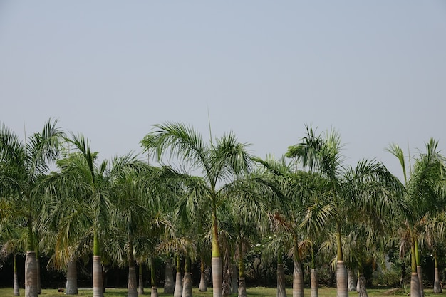 Floresta de palmeiras