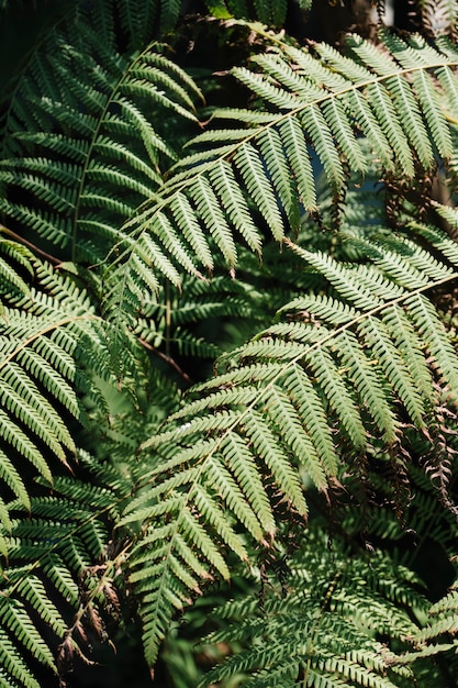 floresta de samambaia verde