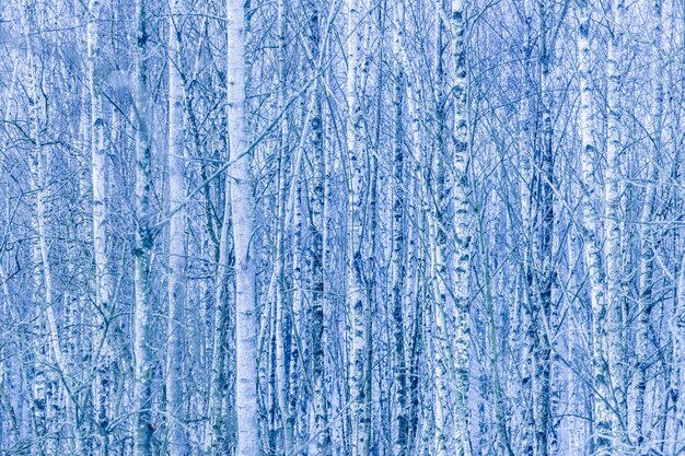 Floresta densa de bétulas nuas no inverno