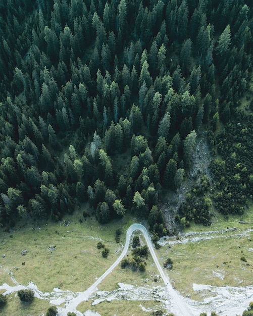 Floresta e estrada em forma de v