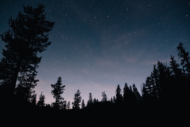 Floresta e o céu estrelado à noite