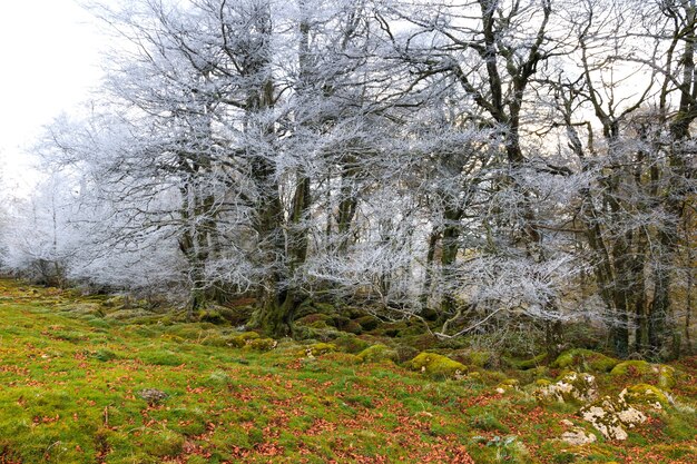 Floresta gelada com pedras cobertas de musgo e terreno gramado