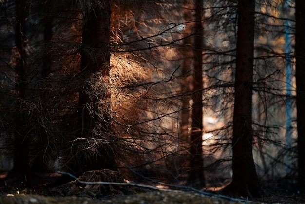 Foto grátis floresta misteriosa escura com luz solar batendo nas folhas - fundo místico da floresta