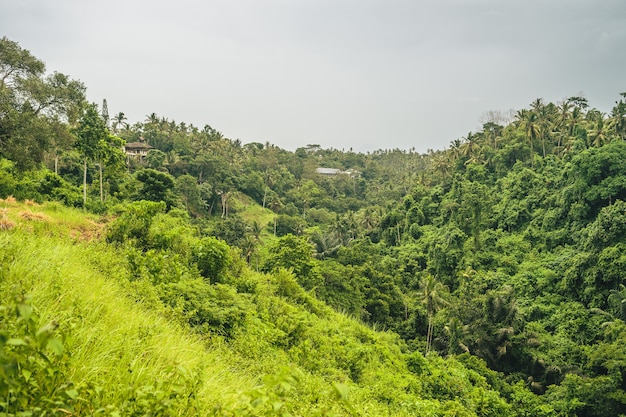 Floresta montanhosa coberta por densa vegetação em um dia nublado