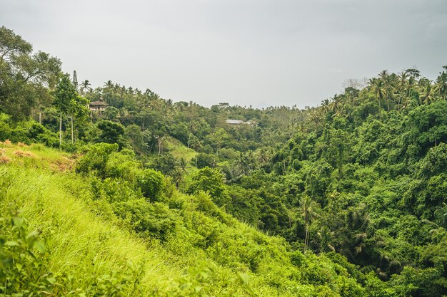 Floresta montanhosa coberta por densa vegetação em um dia nublado