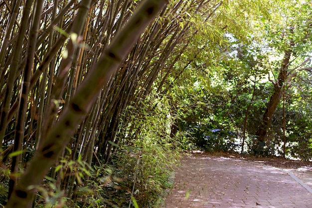 Floresta oriental de bambu à luz do dia