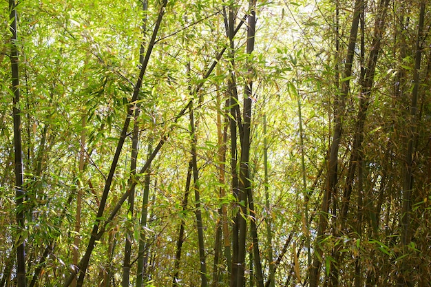 Foto grátis floresta oriental de bambu à luz do dia