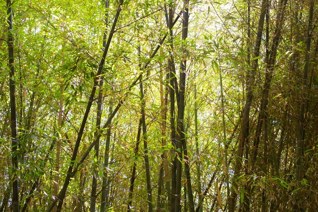Floresta oriental de bambu à luz do dia