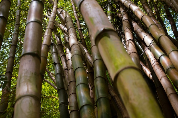 Floresta oriental de bambu à luz do dia