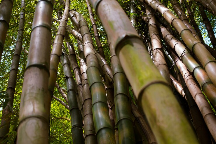 Foto grátis floresta oriental de bambu à luz do dia