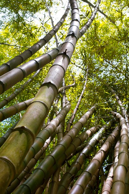 Floresta oriental de bambu à luz do dia