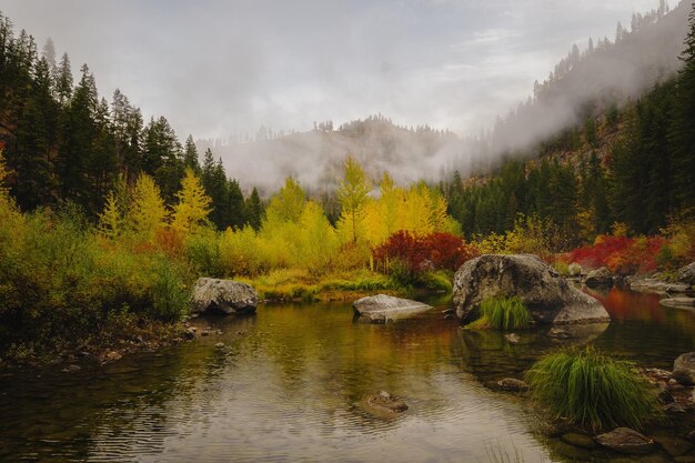 Floresta outonal e um rio calmo durante uma manhã de neblina