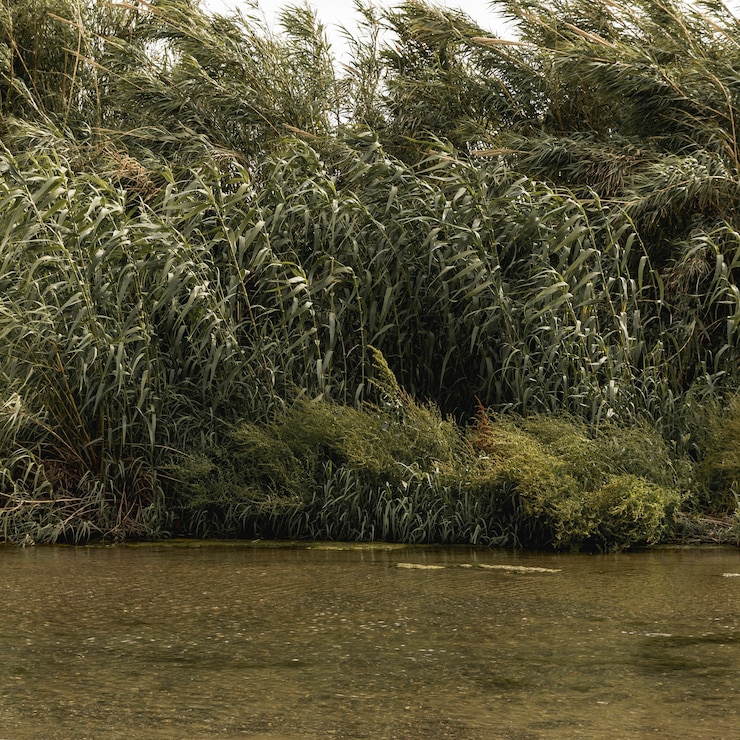 Foto grátis floresta perto de uma paisagem fluvial