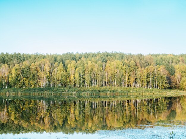 Floresta perto do lago com árvores verdes refletidas na água