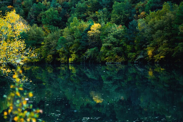 Foto grátis floresta refletida na água