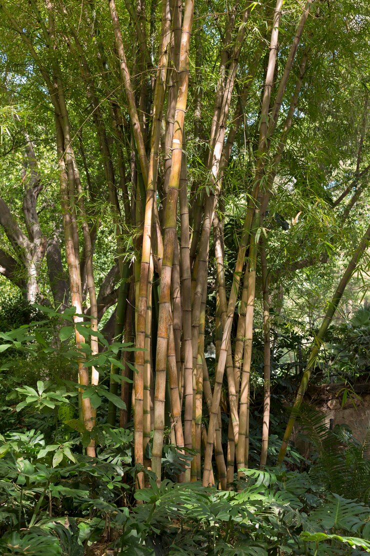 Foto grátis floresta tropical de bambu à luz do dia
