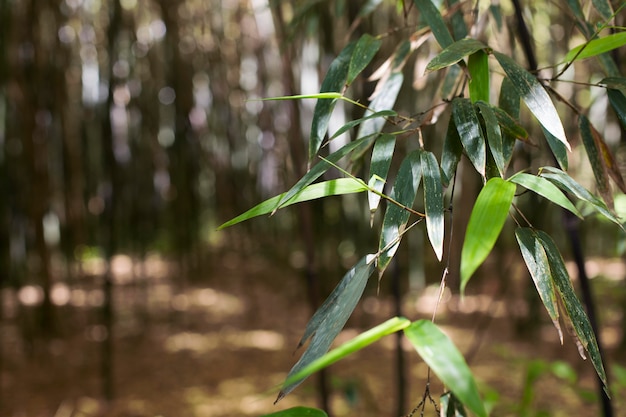 Floresta tropical de bambu à luz do dia