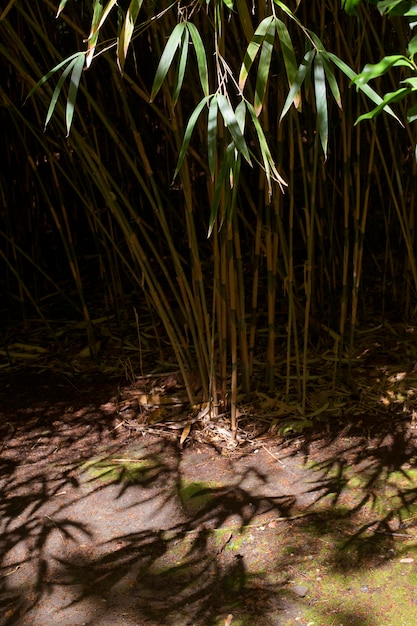 Floresta tropical de bambu à luz do dia