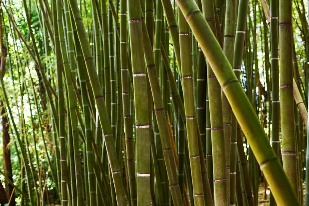 Floresta tropical de bambu verde