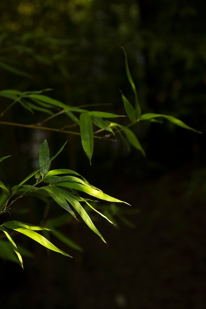 Floresta tropical de bambu verde