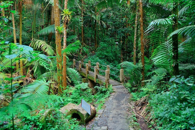 Floresta tropical em San Juan, Porto Rico.