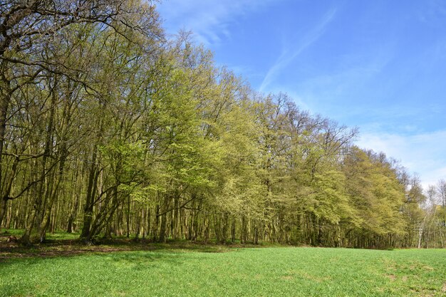 Floresta verde bonita do panorama na primavera.